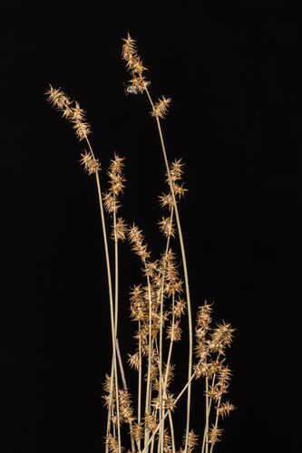 Carex sterilis #1
